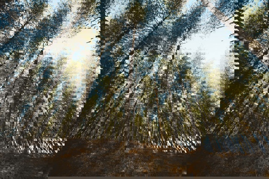 Climate Trees
